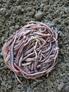 earthworm genesis complete tested authentic ph growth plant tree flower garden worm angleworm green - jnpworldwide