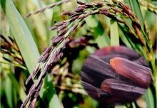 Load image into Gallery viewer, rice riceberry organic wild food grain brown  long bulk raw oz Thai 1 kg kosher 米饭有机 泰国食物 烹饪贸易 - jnpworldwide